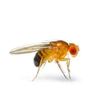 Pest-Control