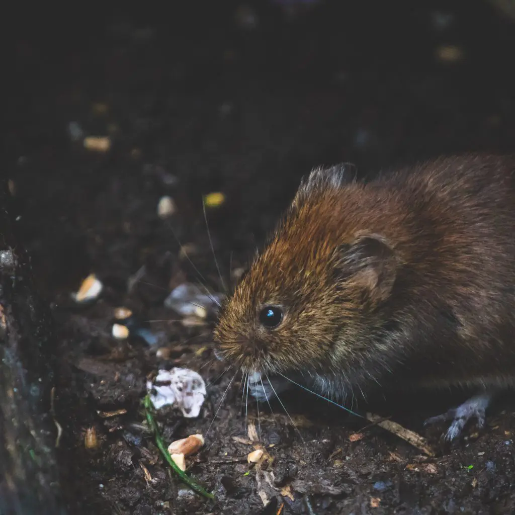 Pest-Control